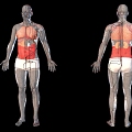 Medical Human Body Acupoints Human Organ Location 3d model