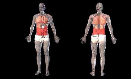 Medical Human Body Acupoints Human Organ Location 3d model