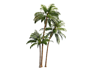 Tall Tropical Palm Trees With Slender Trunks And Lush Green Fronds 3d model