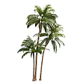 Tall Tropical Palm Trees With Slender Trunks And Lush Green Fronds