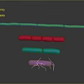 Different Colored Organ Structures Arranged in Layers with Hair Like Yellow Filaments at Bottom