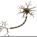 Medical Device with 3D Neuron Structure Model for Neural Research and Education