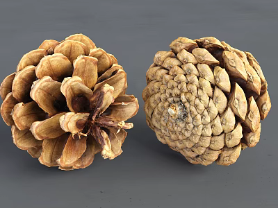 Two Natural Brown Pine Cones Against Gray Background With Detailed Texture 3d model