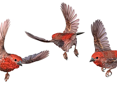Three Red Feathered Flying Birds In Various Flight Poses Against White Background 3d model