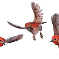 Three Red Feathered Flying Birds In Various Flight Poses Against White Background
