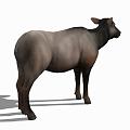 Modern Cattle Animal Cow 3d model