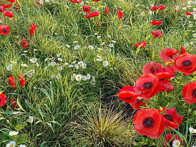 Vibrant Bushes Surrounded by Red Poppies White Daisies and Green Grass in Lush Meadow 3d model