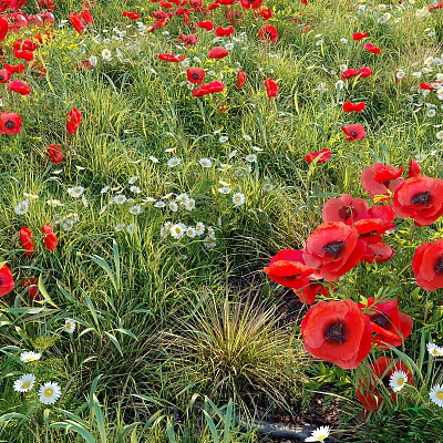 Vibrant Bushes Surrounded by Red Poppies White Daisies and Green Grass in Lush Meadow 3d model