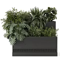 Bonsai Potted Plants In Modern Black Grid Design Planter With Green Foliage