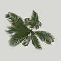 Palm Tree With Tall Trunk And Lush Green Fronds Tropical Look