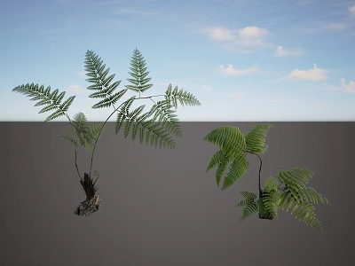 Fern Plant Combination With Various Sizes And Lush Green Fronds Against Blue Sky 3d model