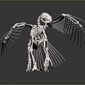 Modern Skeleton Gryphon Skeleton Gryphon Eagle Strange Bird Skeleton 3d model