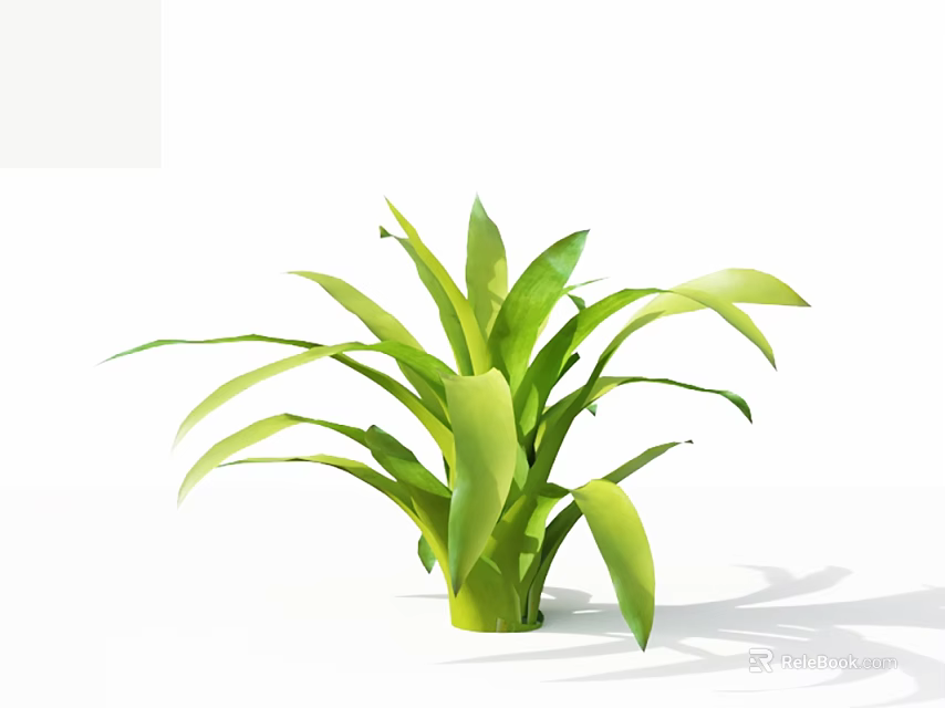 Fresh Green Plant With Broad Radiating Leaves On White Background 3d model