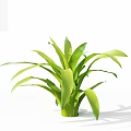 Fresh Green Plant With Broad Radiating Leaves On White Background 3d model