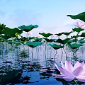 Beautiful Pink Lotus Flowers and Green Leaves on Water Surface with Blue Sky White Clouds