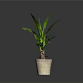 Green Leafy Indoor Plant In Beige Woven Pot Against Dark Background