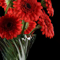 Beautiful Red Gerbera Daisies Arranged in Transparent Glass Vase Against Black Background