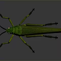 Realistic Green Grasshopper With Red Eyes Long Antennae And Slender Legs On Gray Background
