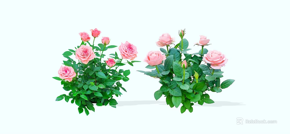 Vibrant Pink Rose Flowers With Lush Green Leaves In Garden 3d model 