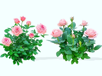 Vibrant Pink Rose Flowers With Lush Green Leaves In Garden 3d model