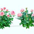 Vibrant Pink Rose Flowers With Lush Green Leaves In Garden