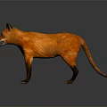 Orange Fox 3D Model With Black Ears Legs Tail Open Mouth And Gray Background