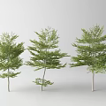 Three Green Arbor Trees With Various Sizes Displayed On White Background 3d model