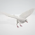 Graceful White Dove Flying with Spread Wings in Light Colored Background 3d model