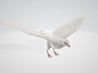Modern pigeons 3d model