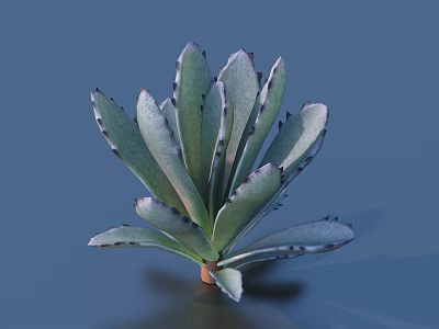 Green Succulent Plant With Rosette Shaped Leaves And Dark Edges For Indoor Decor 3d model