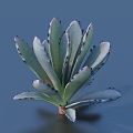 Green Succulent Plant With Rosette Shaped Leaves And Dark Edges For Indoor Decor
