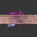 Cell Membrane Structure With Phospholipid Bilayer And Purple Membrane Protein