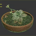 Succulent Plant Growing In Red Clay Pot With Green Leaves And Small Flower