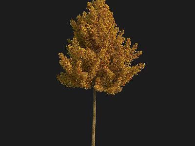 Autumn Arbor with Yellow and Orange Leaves Isolated on Black Background 3d model