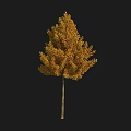 Autumn Arbor with Yellow and Orange Leaves Isolated on Black Background