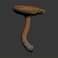 Mushroom Organ Structure With Red Cap Yellow Edge And Hair Like Texture