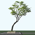 Tall Arbor with Curved Trunk Green Leaves Against Blue Sky Background