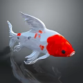 Red and White Goldfish with Transparent Fins Red Spots Isolated on Dark Background with Reflection