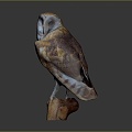 Modern owl grimace owl long-eared owl Wulin owl 3d model