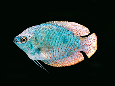 Vibrant Freshwater Tropical Fish With Blue And Orange Scales And Red Eyes Against Black Background 3d model