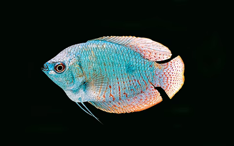 Modern ornamental fish Gulamish 3d model