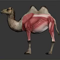 Camel Anatomical Model Showing Muscular Organs And Body Fur Details