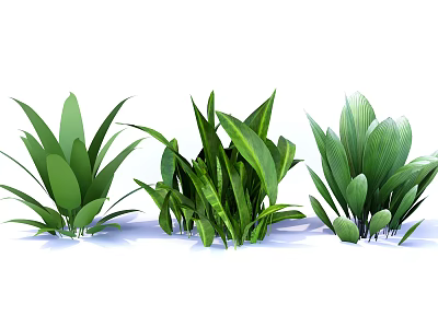 Green Leafy Indoor Plants With Broad Leaves For Home Interior Decor 3d model