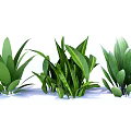 Green Leafy Indoor Plants With Broad Leaves For Home Interior Decor