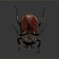 Large Red Brown Beetle With Horned Head And Shiny Exoskeleton 3d model