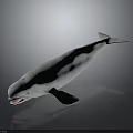 White Beluga Whale Model With Open Mouth Streamlined Body And Fins On Dark Background