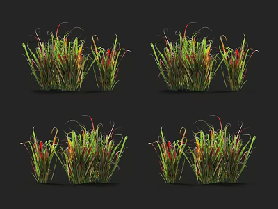 Colorful Ornamental Grass Clusters With Red Green Foliage Against Dark Background 3d model