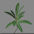 Green Leafy Plant With Long Leaves And Slender Stem On Light Gray Background