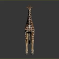Giraffe with Brown and White Spots Long Neck Standing on Dark Background