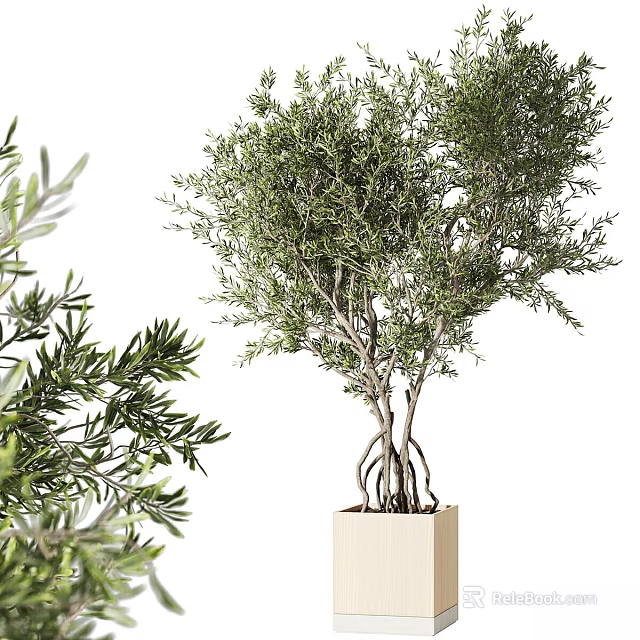 Bonsai Olive Tree With Lush Green Foliage And Exposed Roots In Square Pot 3d model 